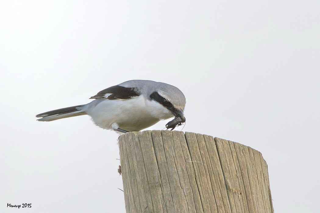 Great Gray Shrike